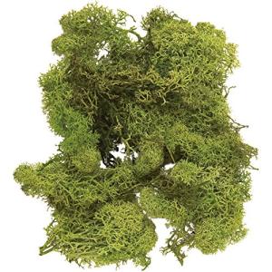 大地農園 プリザーブドフラワー アイスランドモス小袋 フレッシュグリーン 約40g 40g入 DO061071-730