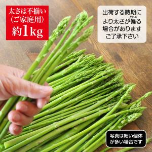 アスパラ さぬきのめざめ 約1kg 特価 太さ...の詳細画像1