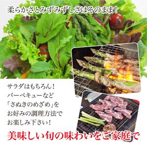 アスパラ さぬきのめざめ 約1kg 特価 太さ...の詳細画像3