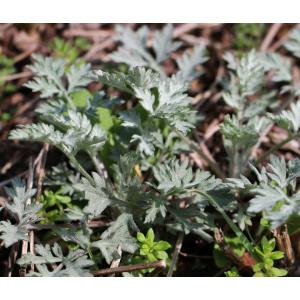 高原の新芽 よもぎ 茶 40g よもぎ茶 無添...の詳細画像1