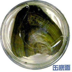 真珠缶 真珠採集キット 12個セットの詳細画像3