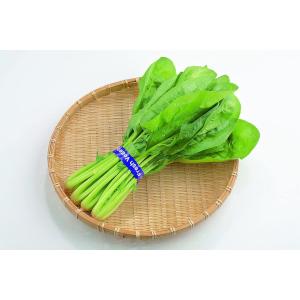 辛子あえの素 20g 3〜4人前 菜の花 ほう...の詳細画像5