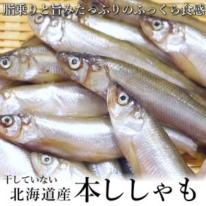 北海道産 本ししゃも　わけあり　16本　冷凍　訳あり　干していないししゃも　海鮮　冷凍　北海道　稀少