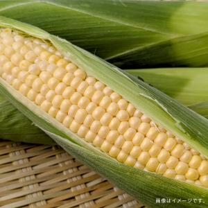 北海道産 とうもろこし L〜2Lサイズ 10本...の詳細画像1