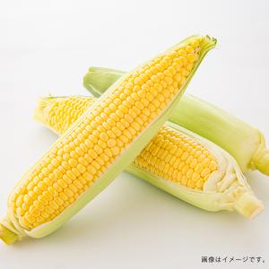 北海道産 とうもろこし L〜2Lサイズ 10本...の詳細画像2