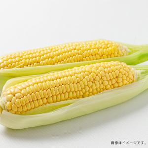 北海道産 とうもろこし L〜2Lサイズ 10本...の詳細画像3