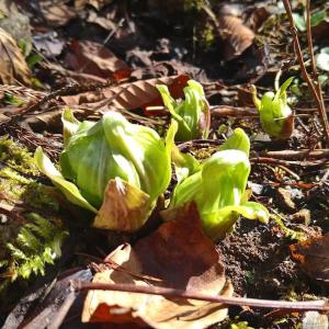 常温発送 ふきのとう 蕗の薹 300g 天然山...の詳細画像1