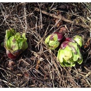 常温発送 ふきのとう 蕗の薹 300g 天然山...の詳細画像2