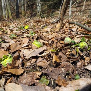 常温発送 ふきのとう 蕗の薹 300g 天然山...の詳細画像3