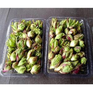 常温発送 ふきのとう 蕗の薹 300g 天然山...の詳細画像4