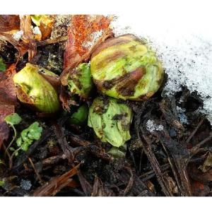 常温発送 ふきのとう 蕗の薹 300g 天然山...の詳細画像5