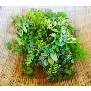 岩手県産　木の芽　葉山椒　1キロ 岩手県産 木の芽 葉山椒 1キロ - メルカリ