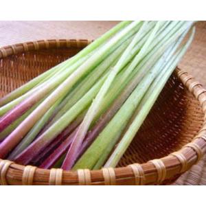 ふき フキ 山蕗 1kg 山菜 野蕗（山フキ）採りたて 販売 葉付希望は連絡