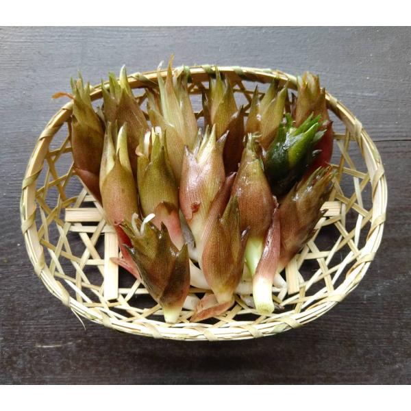 天然茗荷 2kg 秋茗荷 みょうが ミョウガ 天然 飛騨高山産