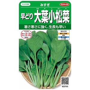 サカタのタネ 実咲野菜2703 早どり大葉小松菜 みすぎ 00922703
