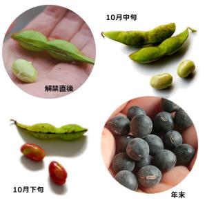 丹波黒枝豆 丹波篠山産 (バラ)さや500g農...の詳細画像5