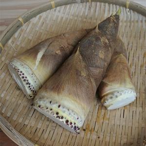 筍 報恩寺たけのこ（生）京都福知山産 山菜36