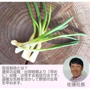 山菜 庄内 あさつき 150g 山形県庄内地方...の詳細画像1