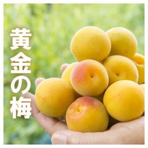 黄金の梅 完熟梅　3kg 福井県産 樹上完熟梅 送料無料 梅干し用 完熟梅 生梅 うめ 自然落下梅｜satono-okurimono