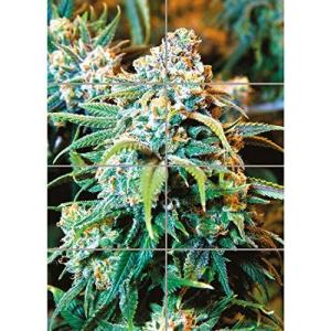 大麻堂の商品一覧 通販 Yahoo ショッピング