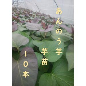 2026年作付け さつまいも苗 むらさき芋「ふくむらさき」切り苗20本