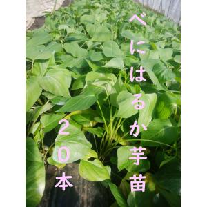 2026年度 予約受付中 栗かぐや 10本 丈夫な苗 PVP 登録出願品種