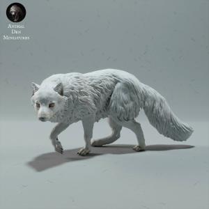 Arctic Fox