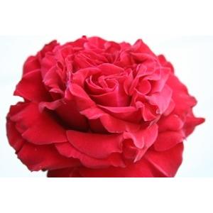 沢屋 ばらの花ジャム Sサイズ(125g)の詳細画像2