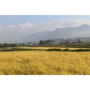 コシヒカリ 令和7年産 特A地区長野県木島平村産コシヒカリ玄米