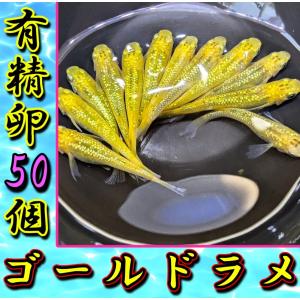 【ゴールドラメ】メダカ有精卵50個＋α補償分＋ゾウリムシ＋粉餌付き ※子供や初心者にも簡単に育てられるメダカ卵セット【SA:Water Garden】