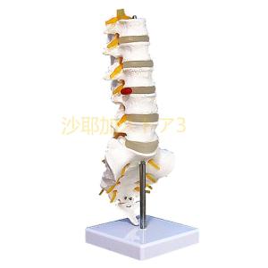 内臓模型 お腹の見える人体模型203 高さ28cm 15パーツ取り外し可 JK