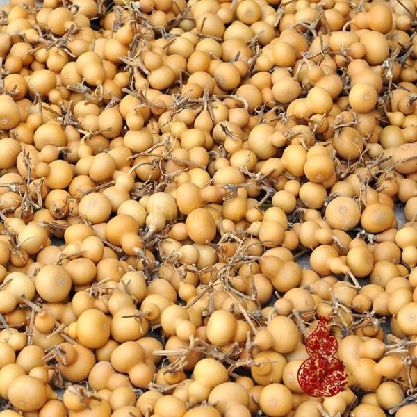 50パックタイニーナチュラルドライひょうたんボトルひょうたん、4-6.5cmひょうたんミニかわいい