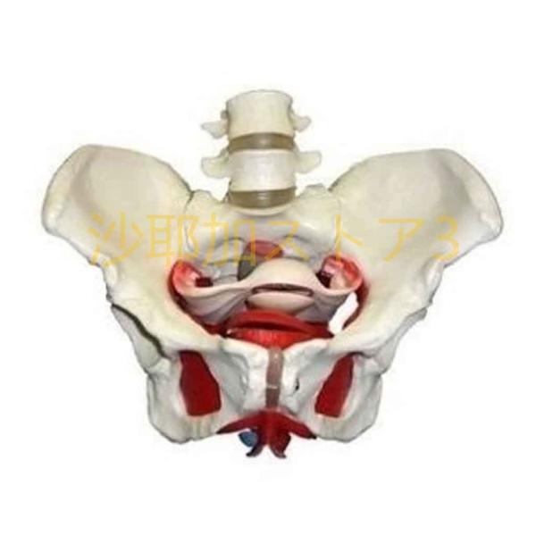 高精度人体骨格模型女性骨盤内臓骨盤底筋付分解モデル