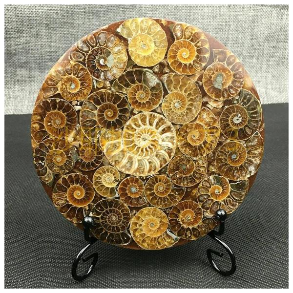 ナチュラルメディテーションクリスタル 1個の天然アンモナイトシェル化石、芸術飾ります クリスタルスト...