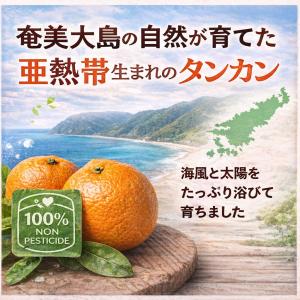 たんかん 奄美 5kg タンカン 贈答用 キズ...の詳細画像1