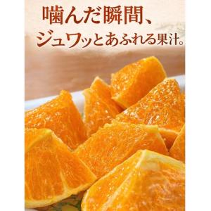 たんかん 奄美 5kg タンカン 贈答用 キズ...の詳細画像2