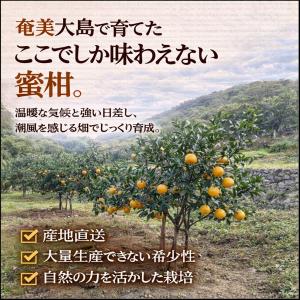 たんかん 奄美 5kg タンカン 贈答用 キズ...の詳細画像4