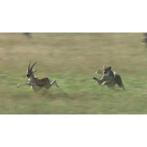 ワイルドライフ アフリカ大サバンナ 草食獣対肉食獣 生と死の攻防 Blu-ray