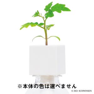公式 GREENTOY 栽培キット グリーント...の詳細画像4