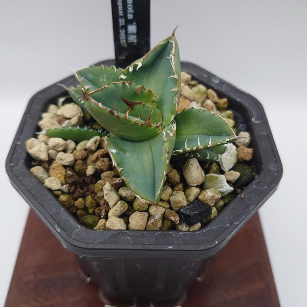 【セレクト個体】Agave titanota &apos;繁星&apos;　From龍球会 （発根済育成株）【一点物】