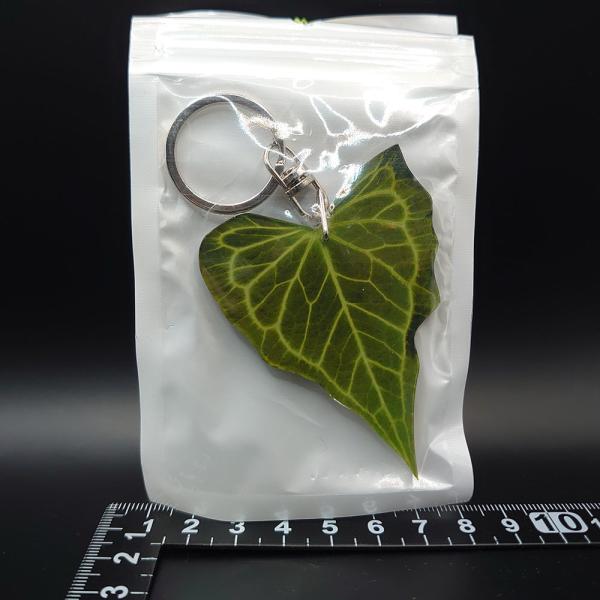 アンスリウム デルタフォース　Anthurium &apos;Delta Force&apos; 【アロイドキーホルダー...