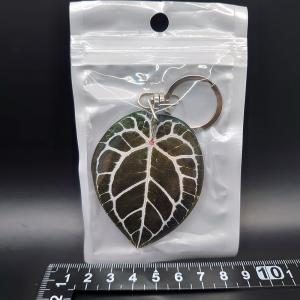 Anthurium Mystic A88 良個体　レア　株分個体 Anthurium Mystic A88 良個体 レア 株分個体 - メルカリ