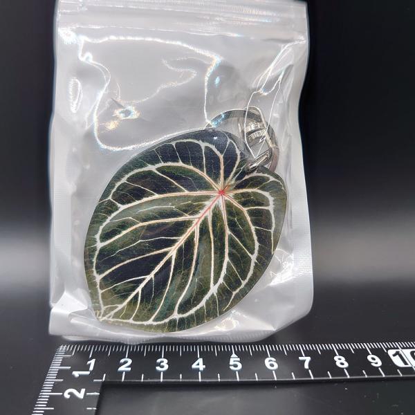 アンスリウム　ミスティック A88　Anthurium &apos; Mystic A88 &apos;【アロイドキーホ...