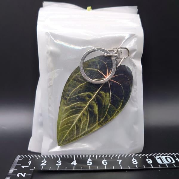 アンスリウム　レッドスパイダー　Anthurium red spider【アロイドキーホルダー】