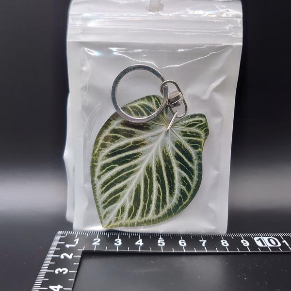 アンスリウム　シルバーブラッシュ　Athurium Silver Blush【アロイドキーホルダー】