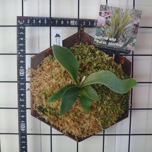 willinky Mr.kai×Miami Tatsuta Yutaka Katayama, Father of the