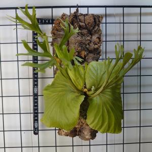 リドレイ P.ridleyi タイ輸入株 一点物 検/ビカクシダ Platycerium コウモリラン【観葉植物】