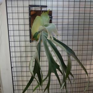 バクテリア スポア P.willinckii Bacteria spore PUP株 一点物 バクテリア スポア P.willinckii Bacteria spore PUP株 一点物