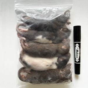 国産冷凍アダルトラットSS(約110g) 5匹入りの商品画像
