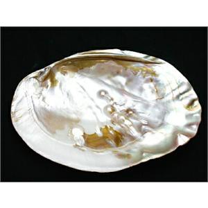 【浄化】〜セージ香皿〜パールシェル(アソート)  浄化 香皿 貝殻 ブレスレット パワーストーン 天...